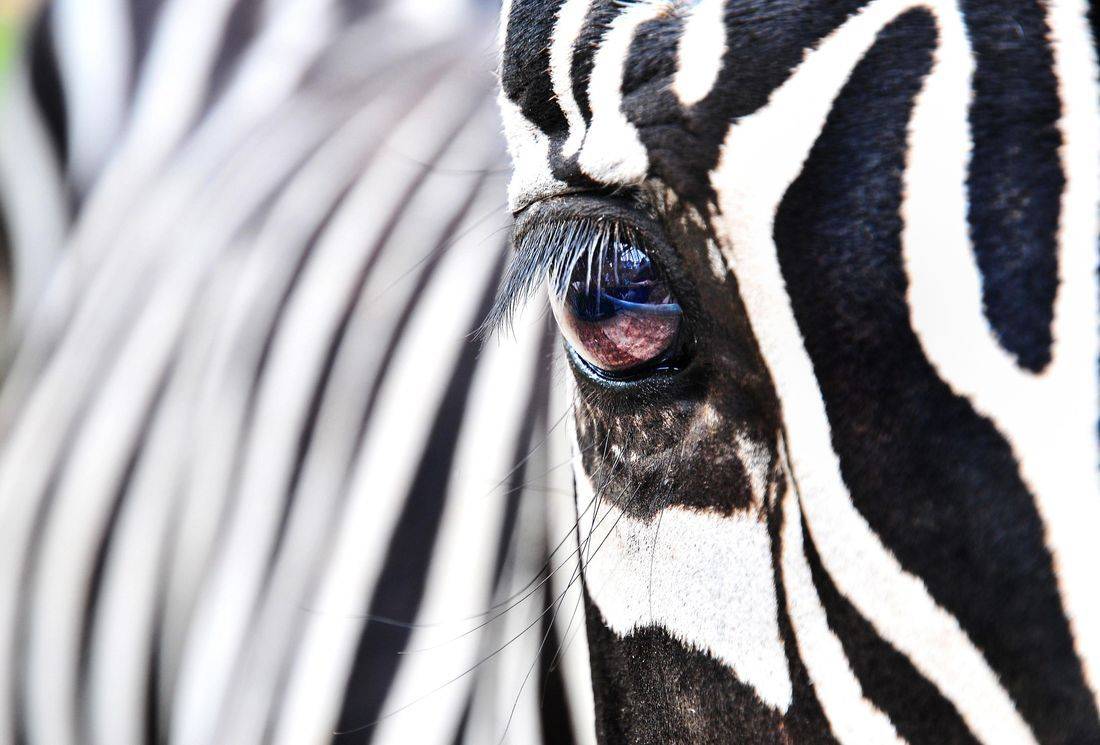 close up of zebra's face